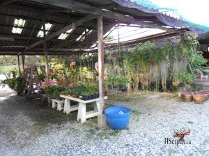 Привезите из Таиланда в подарок орхидеи