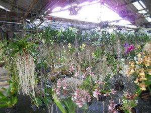 Привезите из Таиланда в подарок орхидеи