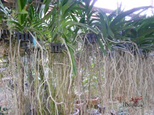 Привезите из Таиланда в подарок орхидеи