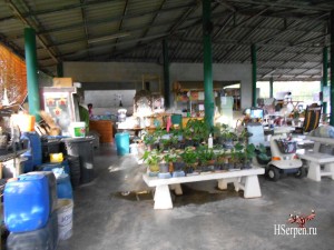 Привезите из Таиланда в подарок орхидеи