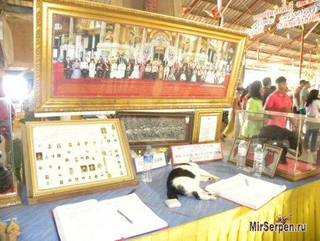 Тайцы и их кошки: почему кошка гуляет без хвоста?