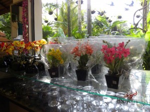 Привезите из Таиланда в подарок орхидеи