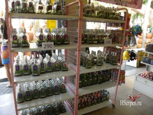 Привезите из Таиланда в подарок орхидеи