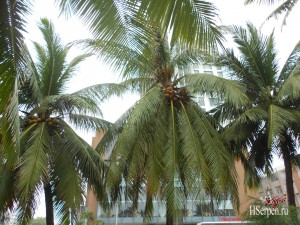 Удивительный город Нячанг Удивительный город Нячанг