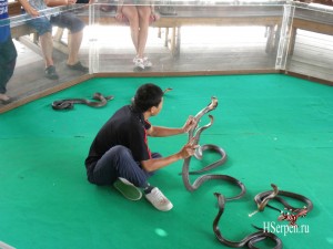 Тайская кухня: блюда из змей Тайская кухня: блюда из змей