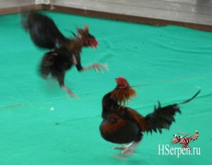 Петушиные бои в Паттайе Петушиные бои в Паттайе