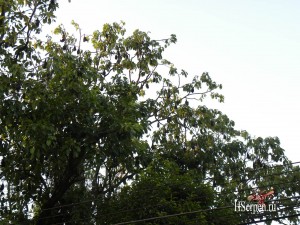 Летучие лисицы в Таиланде Летучие лисицы в Таиланде