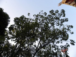 Летучие лисицы в Таиланде Летучие лисицы в Таиланде