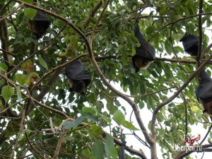 Летучие лисицы Таиланда - лисицы выходят на охоту