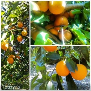 Отдых на Кипре в мае 2014