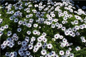 Кипр - остров любви и красоты. Отдых на Кипре в апреле 2014, часть 1