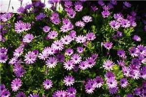 Кипр - остров любви и красоты. Отдых на Кипре в апреле 2014, часть 1