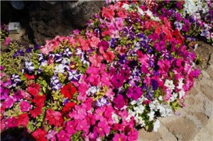 Кипр - остров любви и красоты. Отдых на Кипре в апреле 2014, часть 1