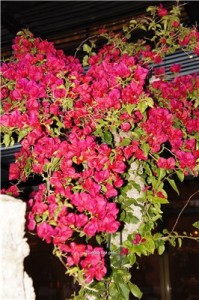 Кипр - остров любви и красоты. Отдых на Кипре в апреле 2014, часть 1