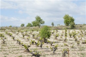 Кипр - остров любви и красоты. Отдых на Кипре в апреле 2014, часть 1