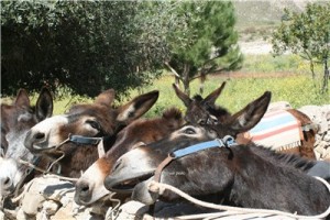 Кипр - остров любви и красоты. Отдых на Кипре в апреле 2014, часть 1