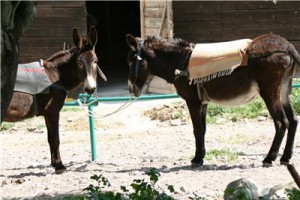 Кипр - остров любви и красоты. Отдых на Кипре в апреле 2014, часть 1