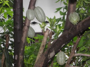 Планета Шри-Ланка Планета Шри-Ланка