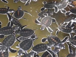 Планета Шри-Ланка Планета Шри-Ланка