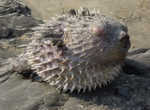 Комфортный отдых на Гоа: советы туристам Комфортный отдых на Гоа: советы туристам