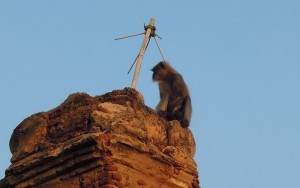 Комфортный отдых на Гоа: советы туристам Комфортный отдых на Гоа: советы туристам