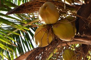 Комфортный отдых на Гоа: советы туристам Комфортный отдых на Гоа: советы туристам