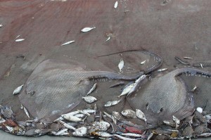 Чем заняться на зимовке в Гоа: о пище духовной и не только Чем заняться на зимовке в Гоа: о пище духовной и не только