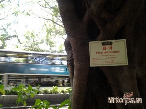 Знакомство с Гонконгом