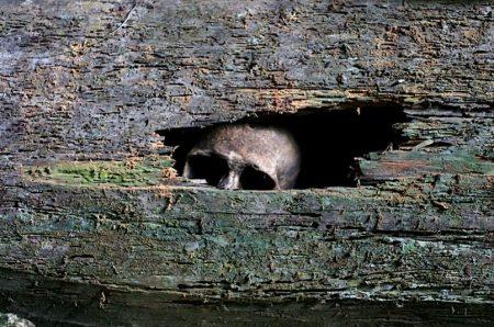 Висячие гробы Сагады, Филиппины