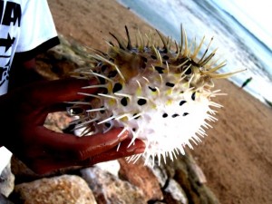 Небольшой путеводитель по Бали