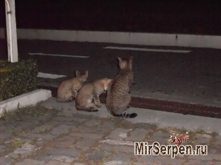 Про сиамских кошек Про сиамских кошек