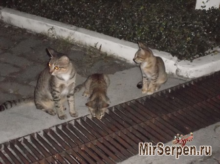 Про сиамских кошек Про сиамских кошек