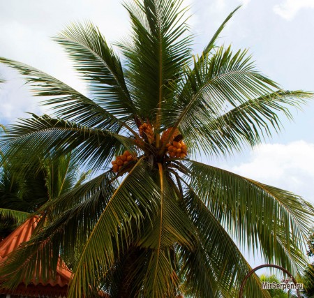 Шри-Ланка - жемчужина в короне королей Шри-Ланка - жемчужина в короне королей