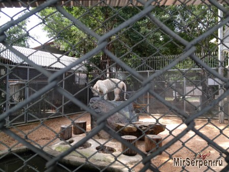 Как в зоопарке на меня прыгнул тигр Как в зоопарке на меня прыгнул тигр