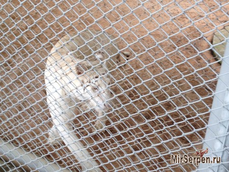 Как в зоопарке на меня прыгнул тигр Как в зоопарке на меня прыгнул тигр