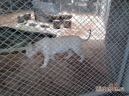 Как в зоопарке на меня прыгнул тигр Как в зоопарке на меня прыгнул тигр