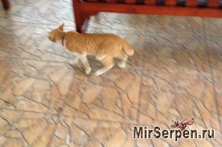 Про сиамских кошек Про сиамских кошек