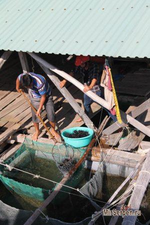 Выращивание_и_продажа_морских_ежей