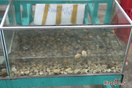 Мелкие_ракушки