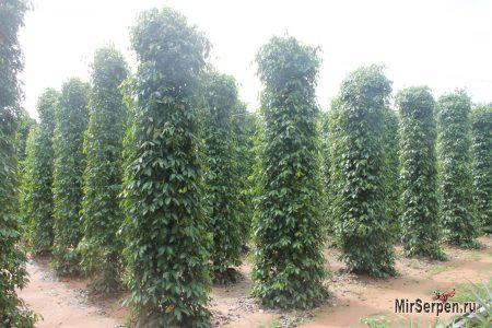 Нефритовый остров Фукуок