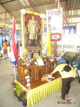 Тайские зверюшки - наглые и ленивые Тайские зверюшки - наглые и ленивые