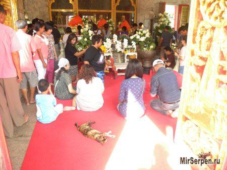 Тайские зверюшки - наглые и ленивые Тайские зверюшки - наглые и ленивые