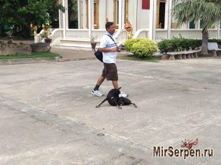 Тайские зверюшки - наглые и ленивые Тайские зверюшки - наглые и ленивые