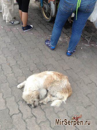 Тайские зверюшки - наглые и ленивые Тайские зверюшки - наглые и ленивые