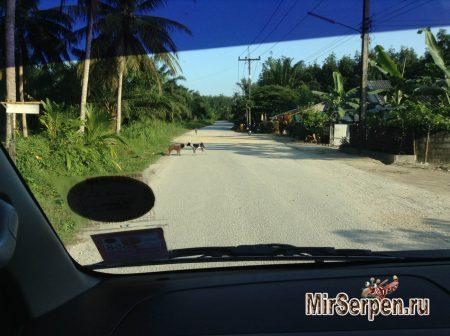 Тайские зверюшки - наглые и ленивые Тайские зверюшки - наглые и ленивые