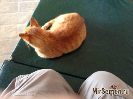 Тайские зверюшки - наглые и ленивые Тайские зверюшки - наглые и ленивые