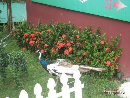 Самостоятельное путешествие на остров Самуи - август 2014