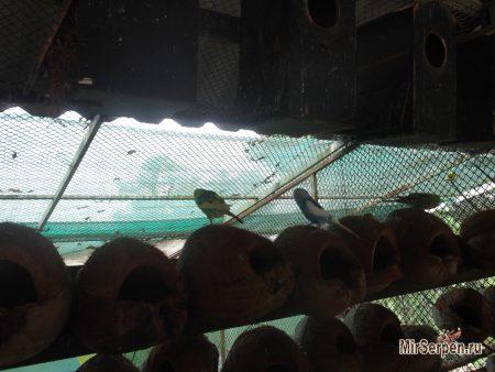 Paradise Park Farm на острове Самуи