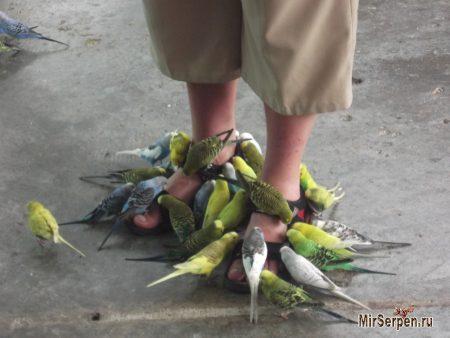 Paradise Park Farm на острове Самуи