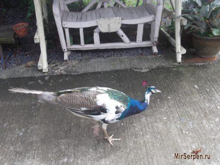 Paradise Park Farm на острове Самуи